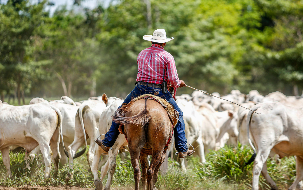Imagem de um vaqueiro com o gado